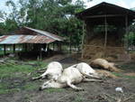 วัวโครงการอยู่ดีมีสุขตายพร้อมกัน 5 ตัว เชื่อถูกลอบวางยา