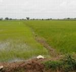 “ดีเอสไอ” เร่งหาหลักฐานต่างชาติกว้านซื้อที่นาไทย