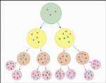 Drug compound kills breast cancer stem cells