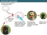 South Korean firm to open major dog cloning centre