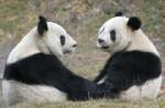 ชี้แพนด้ายักษ์อาจสูญพันธุ์ในอีกเพียง 2-3 ชั่วรุ่น