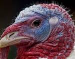 ชิลีพบไวรัสหวัดสายพันธุ์ใหม่ใน“ไก่งวง”
