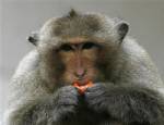 No monkey business: Thailand launches primate birth control