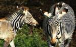 Encyclopedia of Life grows; clues on ageing, pests