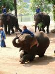 สพท.จัดทำมาตรฐานปางช้างเพื่อการท่องเที่ยว