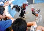 เปิดเสรีบ่อนไก่ชน ปฏิบัติการ(ภูมิใจ)ไทยเข้มแข็ง สังคมไทยฉิบหาย ช่างมัน !
