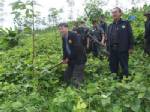 ผวจ.ระนองนำกำลัง 400 นายตัดโค่นต้นยางปลูกในป่าสงวน