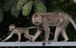 Monkey malaria strain can be fatal in humans: study
