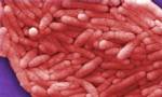 Study exposes how bacteria resist antibiotics