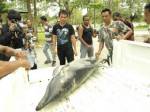“โลมาลายแถบ”เกยตื้นตายริมชายหาดภูเก็ต