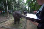 จนท.ปศุสัตว์ภูเก็ตติดตามอาการลูกช้างบาดเจ็บ