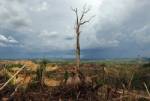Climate pact must include forest scheme: WWF