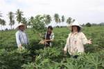 เกษตรกรตะวันออกยกนิ้วให้“ปุ๋ยขวัญดิน”ดีจริงผลผลิตเพิ่มเท่าตัว