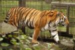 Tiger attacks intruder in zoo
