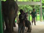 ปางช้างเชียงใหม่ส่งแม่ช้างรับแทนพังแหวนแล้ว ช่วยลูกช้างใหม่ลำปาง