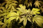 One in 25 people try cannabis: study