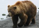French bears suffering from lack of females
