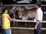ปศุสัตว์เมืองน้ำดำเตือนระวังโรคระบาดสัตว์เลี้ยงหน้าหนาว