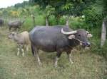 แนะเฝ้าระวังอาการป่วยสัตว์เลี้ยงหน้าหนาว - ผิดปกติรีบแจ้งปศุสัตว์