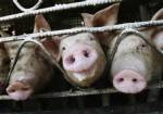 Pig DNA mapped: may help with breeding, vaccines