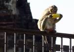 ลพบุรีชวนมาสนุกกับงานโต๊ะจีนลิง