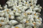 ผวาหวัดนก!ญี่ปุ่นระงับนำเข้าผลิตภัณฑ์เป็ด-ไก่ จากฝรั่งเศส
