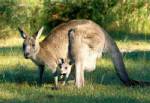 Rogue kangaroo tries to drown dog