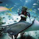 Diver critical after Australia jellyfish sting