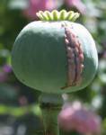 Opium cultivation doubled in Myanmar since 2006: UNODC