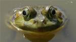 Study finds weed killer affects frogs sexually