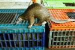 Malaysian marine police seize 62 pangolins: official