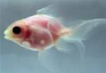 See-through goldfish