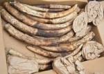 Two indicted in US over Thai ivory smuggling plot