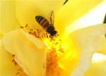 Indonesian boy faces court for bee sting prank