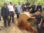 บุกยึดตัดไม้มะค่าโมงยักษ์อุดรฯ อายุกว่า 300 ปี เจ้าของอ้างเป็นกรรมสิทธิ์