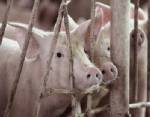 Australian research paves the way for pig lung transplants