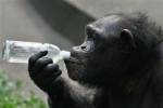 Boozy chimp sent to rehab