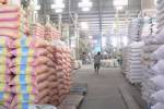 เวียดนามเซ็นขายอิรัก 150,000 ตันรุกคืบตลาดข้าวคุณภาพดี