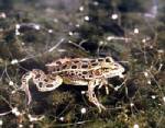 Common weedkiller turns male frogs into females