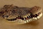 Croc attacks Australian girl, 5