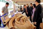 Thailand customs seize elephant tusks