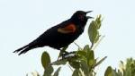 Mass bird and fish deaths stoke curiosity