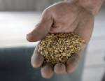 S. Korea to buy grain trading firm in the US: official