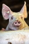 เยอรมนีพบไดออกซินปนเปื้อนลามสู่หมู สั่งฆ่าสุกรหลายร้อยตัว