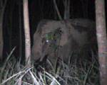 เตรียมนำ “พลายถ่าง” ไปฝึกใช้งานของทางราชการ
