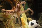 Ashes of Paul the octopus on show in Germany
