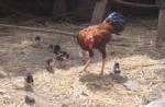 ทึ่ง!ไก่ชนรับภาระเลี้ยงลูกไก่แทนแม่ที่หนาวตาย