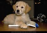 Take a bow-wow: dogs fight bowel cancer