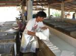 แผนปลูกยาง 8 แสนไร่ป่วน-ทุนการเมืองกว้านซื้อกล้ายางส่งจีนทำราคาพุ่ง