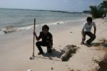โลมาอิรวดีตายเกยหาดเกาะสมุยเป็นตัวที่ 3 ในรอบปี